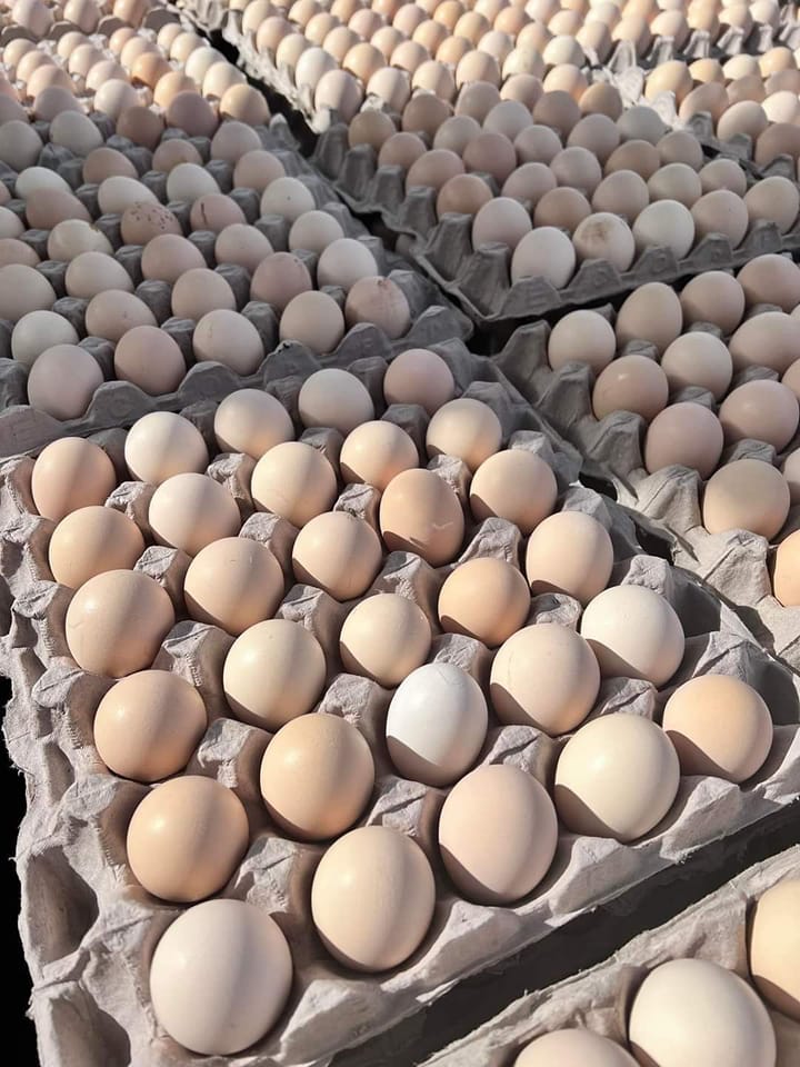 Fertile eggs post thumbnail image