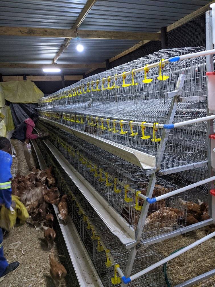 PRICES FOR LAYER CAGES post thumbnail image