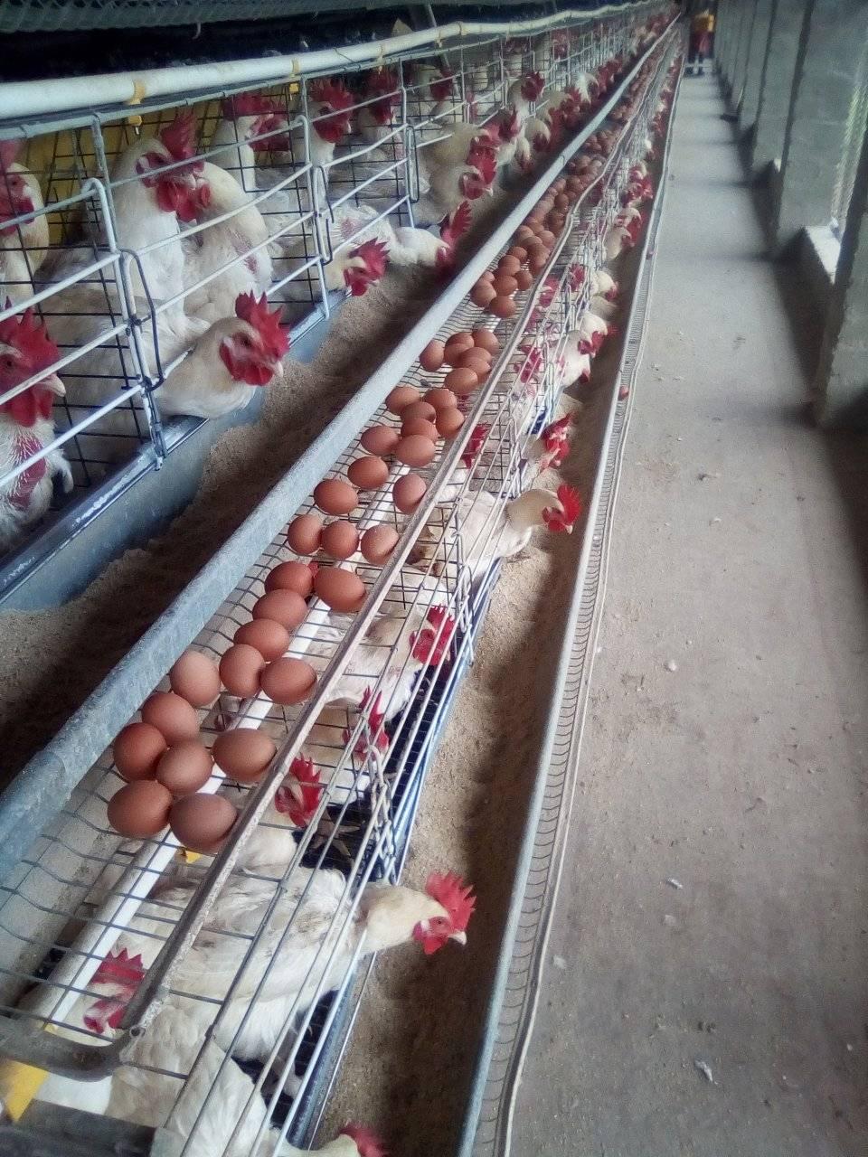 Egg Prices/Combos post thumbnail image