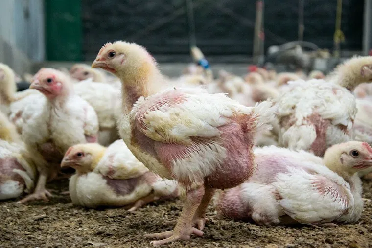 2 weeks broiler combo post thumbnail image